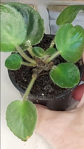 AFRICAN VIOLET QUICK TIP VIDEO - HELP! What Happens If My African Violet Crown Dies? Amazing Result!