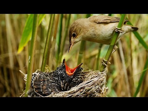 I Watch Reed Warblers Raise A Cuckoo Chick As If It Was Their Own | Part 2 | Robert E Fuller