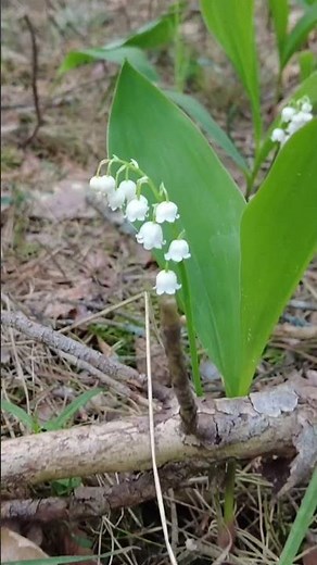 Forest Magic Lilies of the Valley Blooming