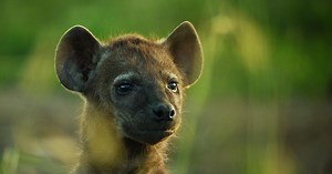 Animal Babies: First Year on Earth