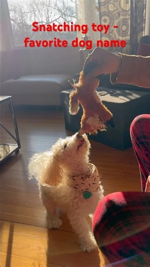 Paw life | Snatch toy | Favorite dog game | Play routine | Pet life #cutedog #playtime #pawlife