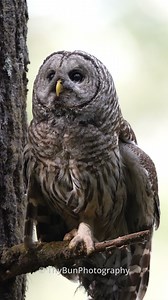 1.1M views · 181K reactions | This Barred Owl is a striking bird...