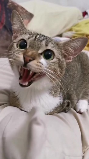 🐱🦖😡 #tiktokpet #pet #kucing #nohandscat #dinocattutu #tutu #catlovers #Malaysia