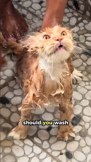 🥶 Should You Wash Your Cat? Most Owners Get This Wrong #cat #animals