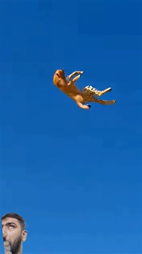 Giraffe's Powerful Kick Sends Cheetah Flying in Safari