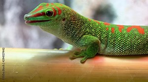 Giant day gecko eating a bug as it is in bamboo swallowing it and looking for more food.