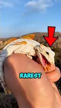 Top 5 RAREST Bears on Earth… You’ll Probably Never See These 😳