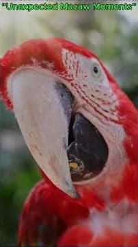 These Wild Macaws Came Right Up to the Camera