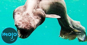 Top 10 Mysterious Creatures That Live in the Deep Sea | Articles on WatchMojo.com