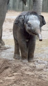 If there's mud, baby Jet WILL roll around in it. 🥹 Three-month-old Asian elephant Jet recently took a mud bath in a behind-the-scenes habitat by the side of his auntie Sri. Jet has grown nearly 200 lbs. in his first months of life. Today he weighs about 460 lbs.! Jet continues to bond with his mother Jade and auntie Sri as he is slowly introduced to new indoor and outdoor spaces. He will make his public debut once he learns to navigate the public River's Edge habitats. | Saint Louis Zoo