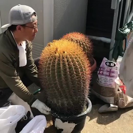 cacti.cacti on TikTok