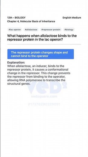Lac Operon Allolactose Repressor Binding Explained