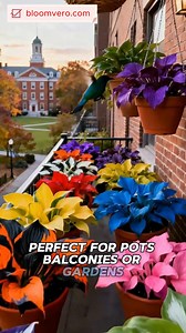 🌟 Mixed Hostas Seeds | A Splash of Color for Every Season 🌿 https://reurl.cc/Ab0oKj Looking to bring year-round beauty to your garden? Try Mixed Hostas Seeds for a vibrant, effortless upgrade! These classic shade-loving plants show off layers of green, blue, gold, and variegated foliage from spring to fall, adding texture and color to borders, pots, and landscape beds. 🎨✨ ✔ Easy to grow — perfect for beginners ✔ Shade-tolerant & hardy in various climates ✔ Mixed varieties for endless surprise