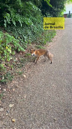 🦊 Um encontro inusitado chamou a atenção durante uma trilha em área de mata, quando uma raposa se aproximou de um visitante e, de forma incomum, levantou a pata em direção à pessoa. A cena, registrada na floresta, mostra o animal demonstrando um comportamento considerado raro para a vida selvagem. 🌿 A interação aconteceu em meio à natureza, em um momento que aparenta tranquilidade entre o ser humano e o animal silvestre. Nas imagens, a raposa se mostra calma e receptiva, permitindo inclusive a