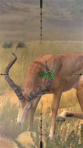 impala hunting #wildhunting #hunting #huntingseason #huntingclash #huntinglife #shortfeed #shorts