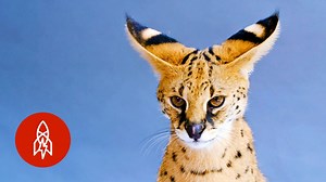 What is a Tamandua? 8 Adorable But Incredibly Rare Animals