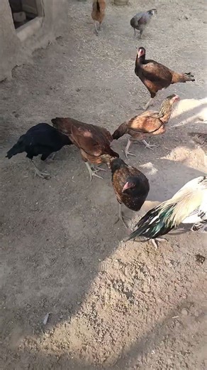 Aseel dase murgian #birds #chicken