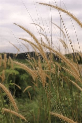 clip-3988532131-fine-leaved-wild-grass-growing-open-area-backdrop