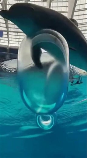 Dolphin Creates a Giant Bubble — Mesmerizing Footage!Hashtags: #GiantBubble #Underwater#Dolphinshow