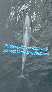 It’s blue whale palooza off the Orange County coast right now! It is absolutely incredible to see these massive animals in person! There’s dozens of them scattered around our coast right now but this could change at any time, they’re here feeding on krill but as soon as the krill is gone, the blues will move along. I’m so glad many of you saw my previous post and did get out on a boat to see these behemoths for yourselves! There’s not many blue whales left in the world but a good chunk of the po