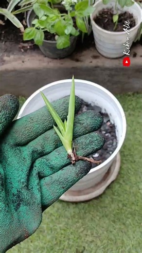 Charcoal & Eggshell Magic: Grow HUGE Aloe Vera Pups FAST!" #organicfertilizer