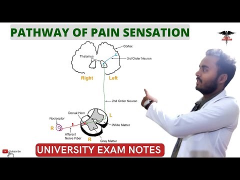 Pathway Of Pain Sensation|| Physiology of Pain |Analgesic pathway | CNS Physiology.