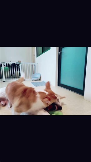 Every stay feels like a paw-ty! 🐕🎉 Treat your fur baby to the best at Pupperton Hotel! #PuppyParadise #BoardingBliss #FurryVacay