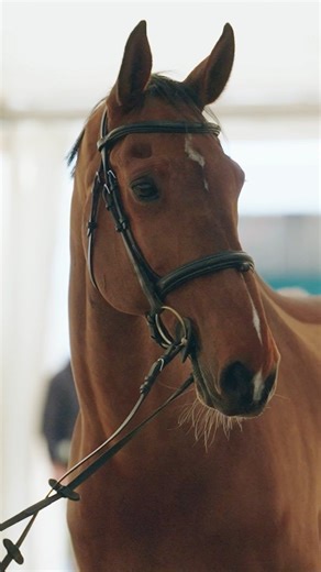 253 reactions | The Vet Check: A Vital Part of FEI Competitions  ...