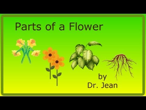 Parts of a Flower by Dr. Jean