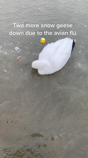 Avian Flu Epidemic: Snow Geese Affected While Duck Hunting