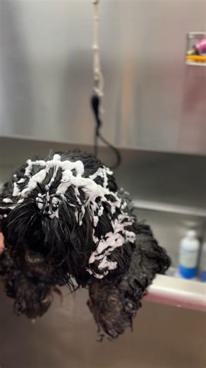 Meet Aira and Momo, two of our recently rescued Cocker Spaniels who arrived in desperate need of care. These sweet girls were filthy, stinky, and suffering from severe matting. Thankfully, they’ve just experienced their much-needed spa days! It was heartwarming to see the filth of their past wash away, and with the removal of their painful mats, they can now move freely and without pain. This marks the beginning of their healing journey. Aira and Momo are ready to find a loving home where they c