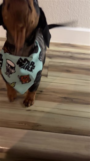 Meet Pepper: The Adorable Mini Dachshund Star