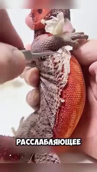Spa day for a lizard 🦎🤗 #animals #cuteanimals