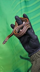 🐍🥚🐍🥚🐍🥚🐍🥚🐍🥚🐍🥚🐍🥚🐍🥚🐍🥚 The eight line kukri snake (oligodon octolineatus) is from the family colubridae. These are a little bit different from most snakes mainly due to their ice pick style teeth that are designed to lacerate rather than puncture. Their bites can cause deep wounds that feel like being cut apart and take a long time to heal 😲 they can tear open an egg shell to then eat the contents leaving the egg intact. Unlike other egg eaters that don't have any teeth. We feed o