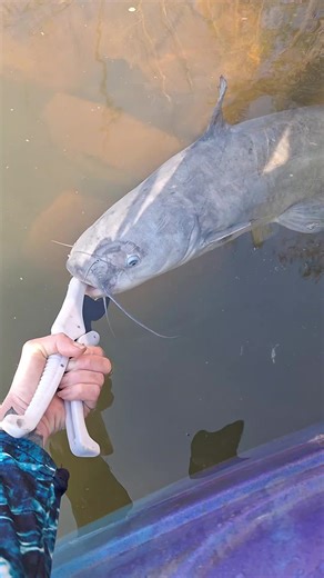 Fishing Adventures: Catching Blue Catfish on Paddle Tail