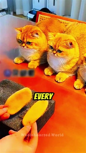 I Made Cat Slippers From Their Fur 😹 #DIY #cats #shorts