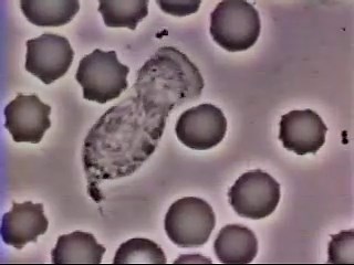 Crawling Neutrophil Chasing a Bacterium (Original Video)