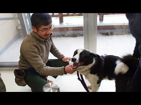犬 動画 ベアドッグとは カレリアン （ピッキオの田中さんとたま来校）