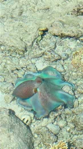Color-Changing Octopus Camouflaging on the Ocean Floor