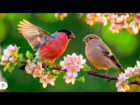 🌊 Crystal Waterfalls & Bird Sounds 🐦 | 🎹 Relaxing Piano for Deep Relaxation & Stress Relief
