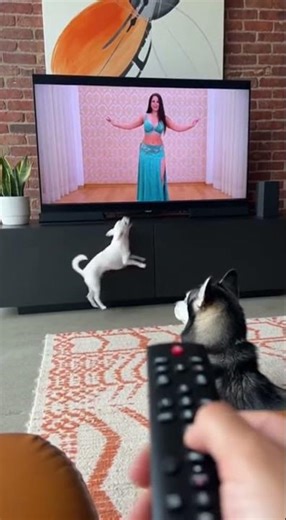 Chihuahua Barks at Owner for Turning Off TV