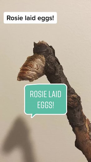 Babies!!!! Aaa! Can’t wait until they’re here! #prayingmantis #mantis #bug #bugs #baby #fy #fyp #foryou