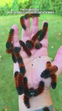 Arctic Woollybear: longest-lived caterpillars in the world! #world #animals #arctic #nature #facts