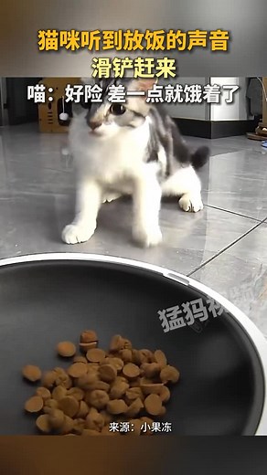 深夜圖書館 on Instagram: "喵：好險 差一點就餓著了 #萌寵 #貓咪 #貓貓 #狗狗 #小狗 #可愛 #搞笑 #有趣 #動物日常 #人間有愛 #迷惑行為 #搞笑日常 #萌寵日常"