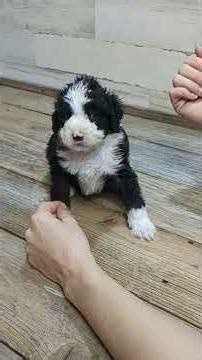 Baby Mini Aussiedoodles - 5 Weeks Old