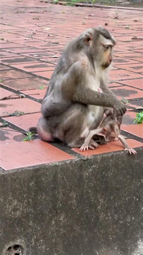 STEELY Really Wants to Jump, But Mama Says No! 🐒💚