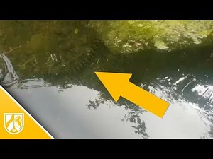 Angler filmen Gelbe Anakonda in Meerbusch im Latumer See