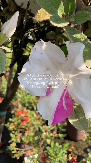 34 reactions · 13 comments | Spring, summer, & fall  | Encore Azalea | Facebook