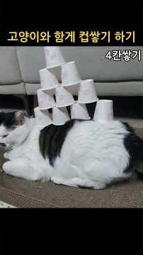 Stacking cups with a cat #cat