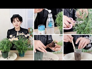 How to grow marguerite daisy